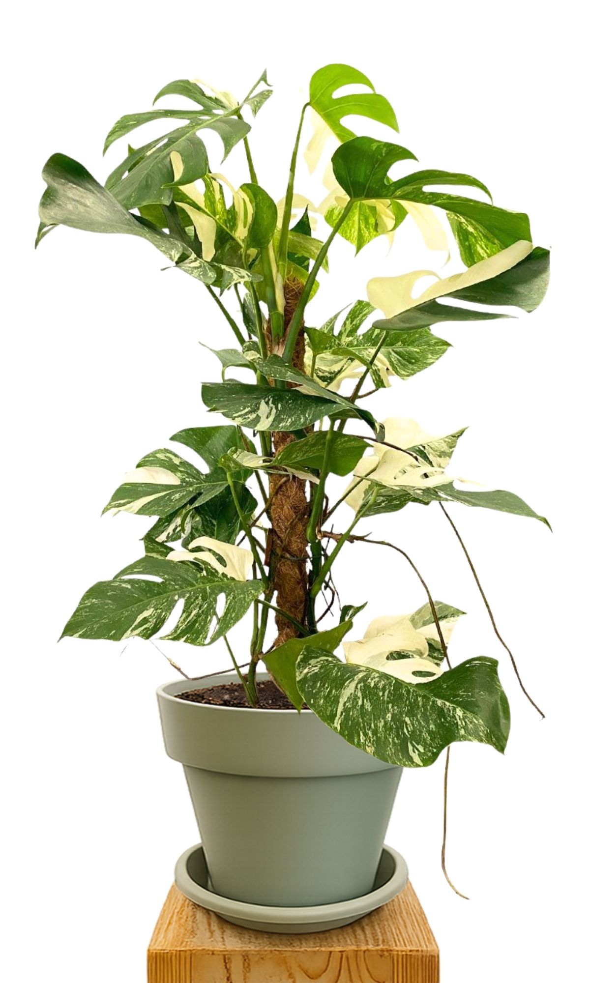 Plant kit 30 Green